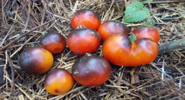 Popis odrůdy rajčete červené uhlí, její vlastnosti a produktivita